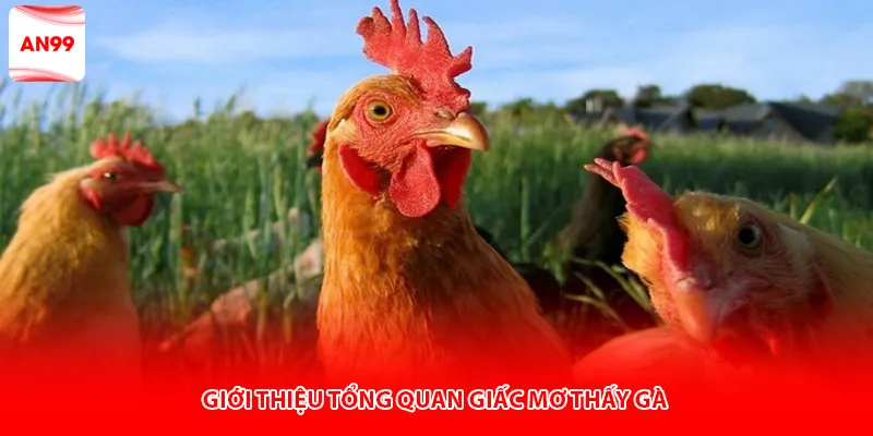 Giới thiệu tổng quan giấc mơ thấy gà